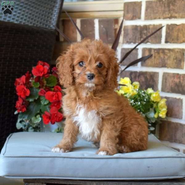 Harley, Cavapoo Puppy