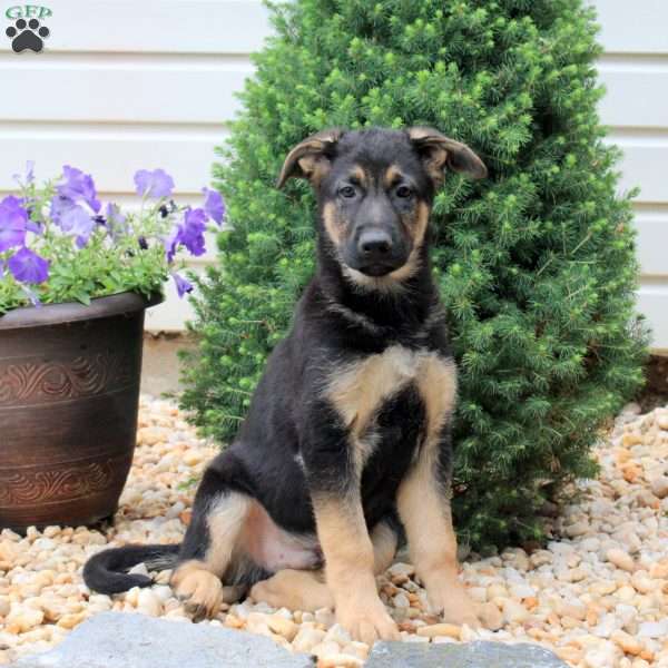 Harley, German Shepherd Puppy