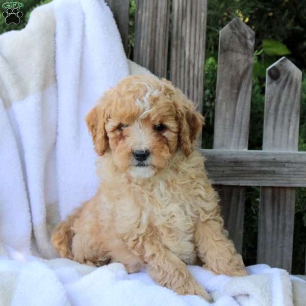 Harley, Miniature Poodle Puppy