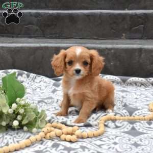 Harley, Cavapoo Puppy