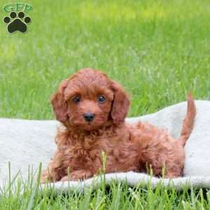 Harley, Cavapoo Puppy