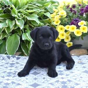 Harley, Black Labrador Retriever Puppy