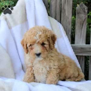 Harley, Miniature Poodle Puppy