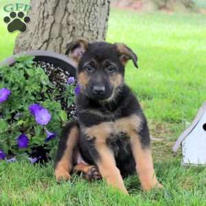 Harley, German Shepherd Puppy