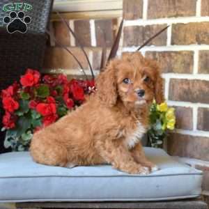 Harley, Cavapoo Puppy
