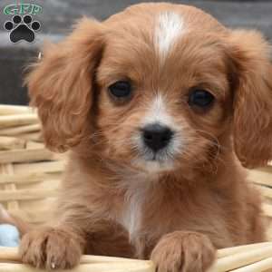 Harley, Cavapoo Puppy