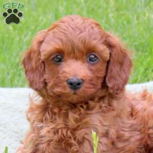 Harley, Cavapoo Puppy