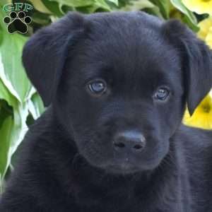 Harley, Black Labrador Retriever Puppy