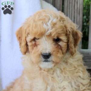 Harley, Miniature Poodle Puppy