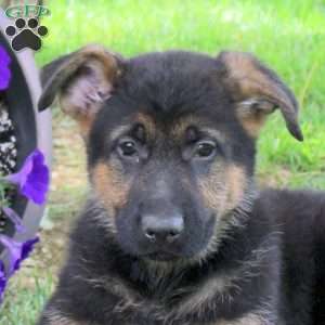 Harley, German Shepherd Puppy
