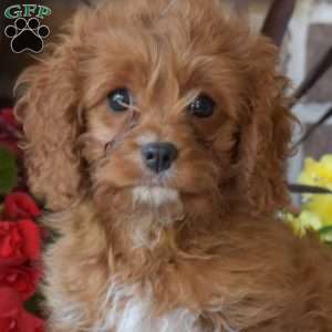 Harley, Cavapoo Puppy