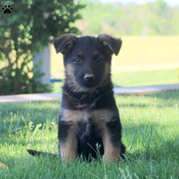 Harlow, German Shepherd Puppy