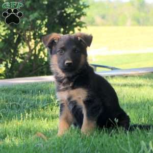 Harlow, German Shepherd Puppy