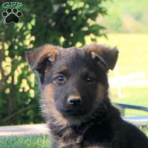 Harlow, German Shepherd Puppy
