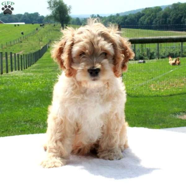 Harmony, Cockapoo Puppy