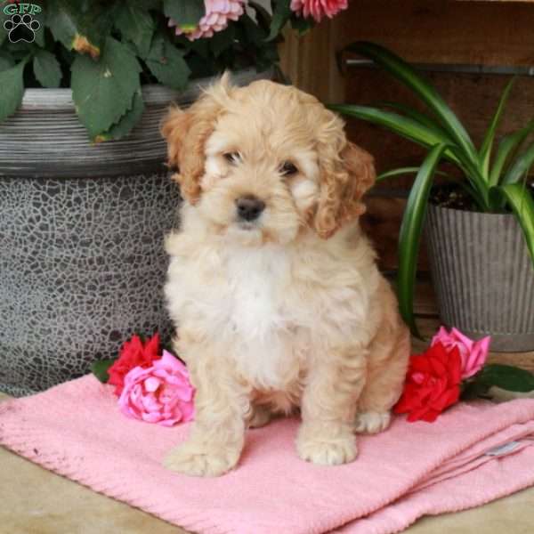 Harmony, Cockapoo Puppy