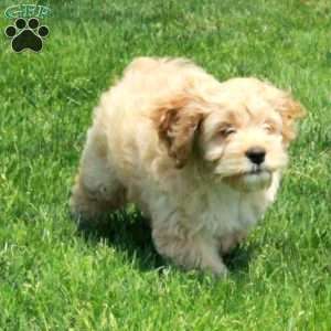 Harmony, Cockapoo Puppy