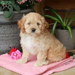 Harmony, Cockapoo Puppy