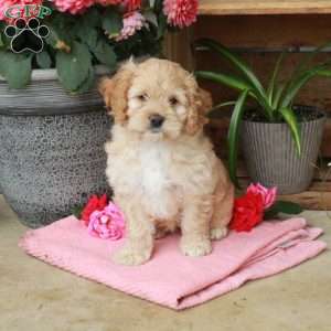 Harmony, Cockapoo Puppy