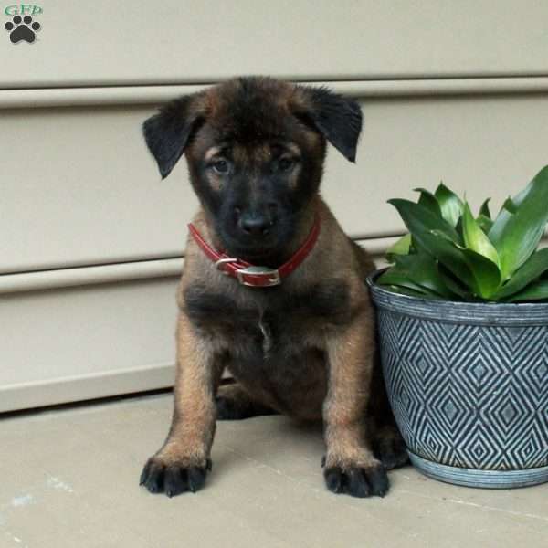 Harper, Belgian Malinois Puppy