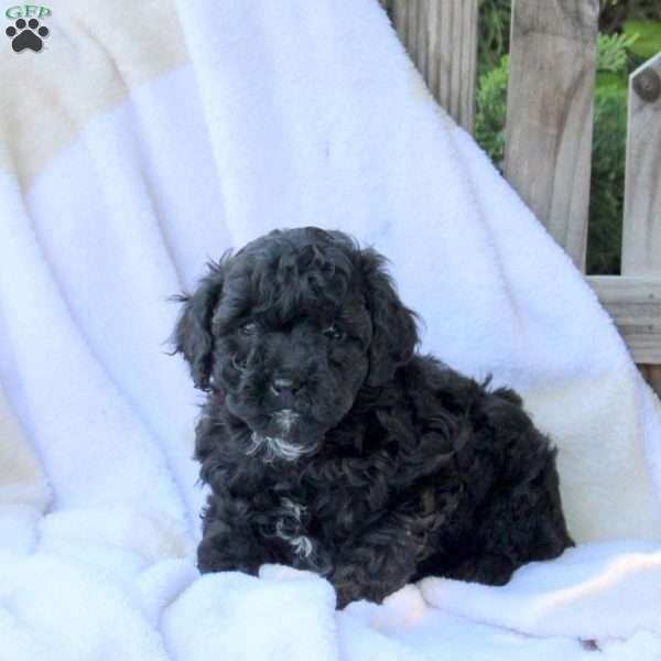 Harper, Miniature Poodle Puppy