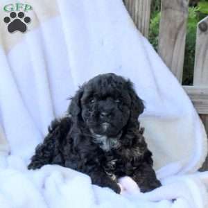 Harper, Miniature Poodle Puppy