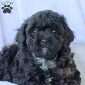 Harper, Miniature Poodle Puppy