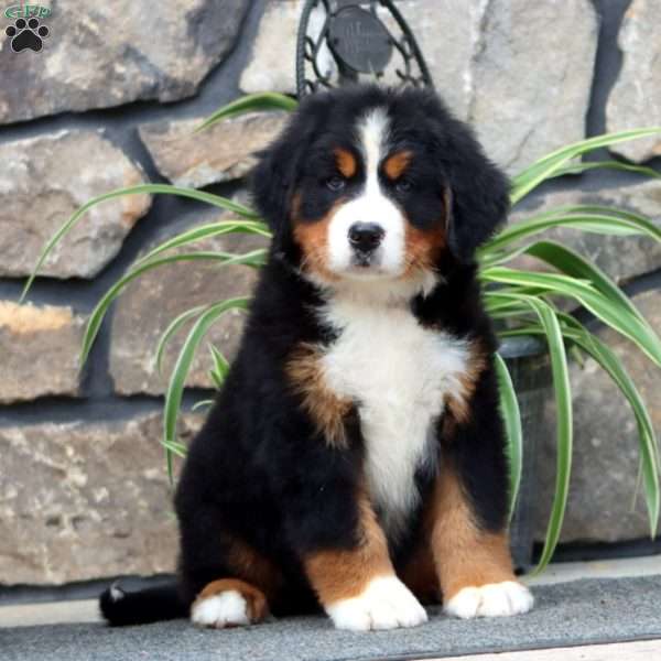 Harper, Bernese Mountain Dog Puppy