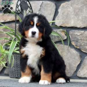 Harper, Bernese Mountain Dog Puppy
