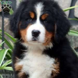 Harper, Bernese Mountain Dog Puppy