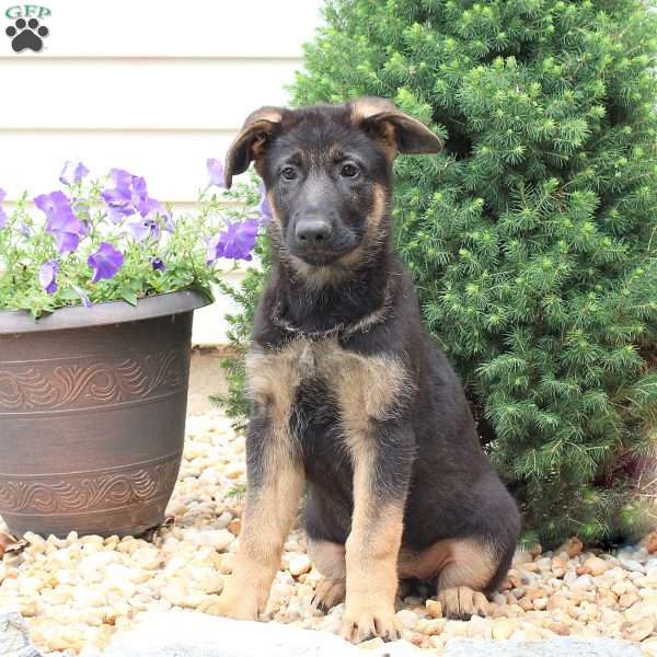Harriet, German Shepherd Puppy