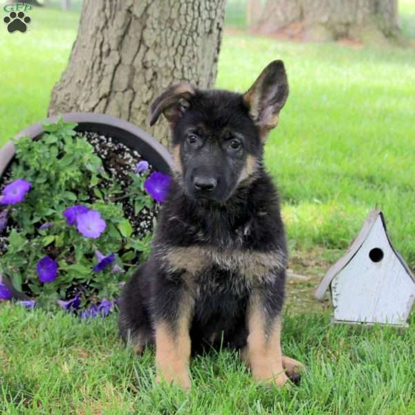 Harriet, German Shepherd Puppy