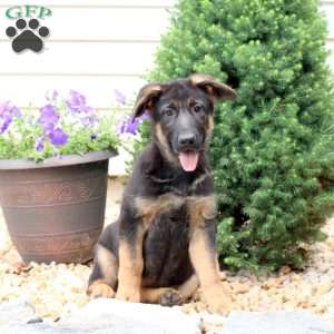 Harriet, German Shepherd Puppy
