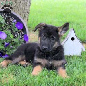 Harriet, German Shepherd Puppy