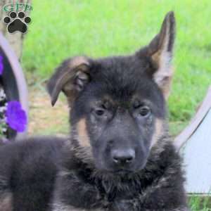 Harriet, German Shepherd Puppy