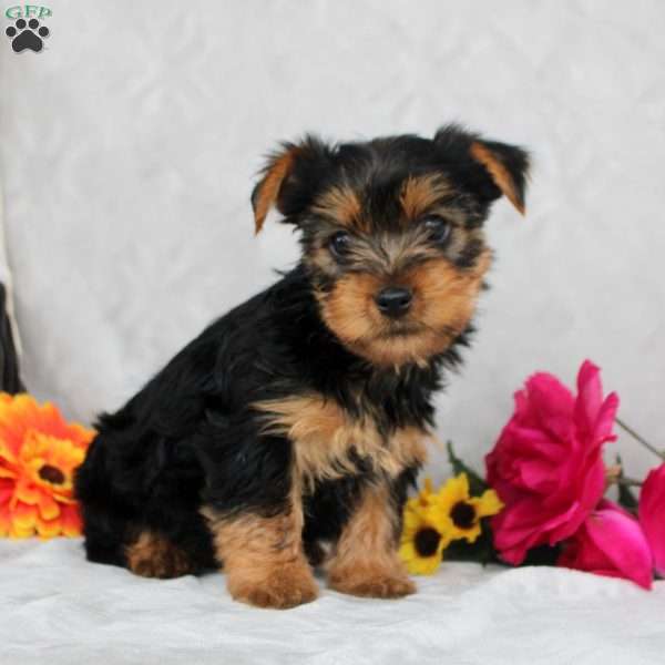 Harrison, Yorkie Puppy
