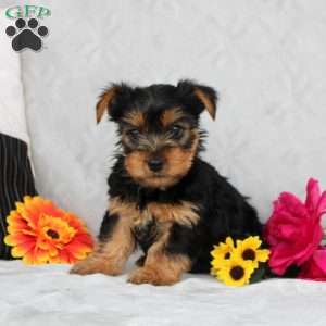 Harrison, Yorkie Puppy