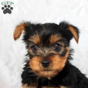 Harrison, Yorkie Puppy