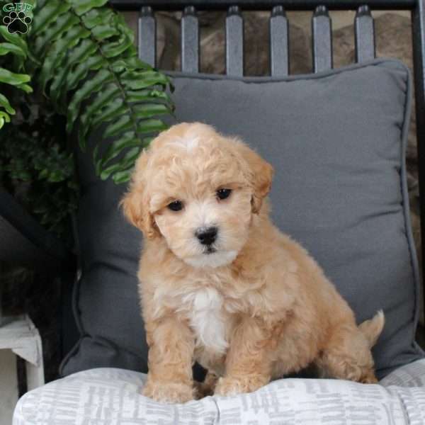 Harry, Bich-Poo Puppy