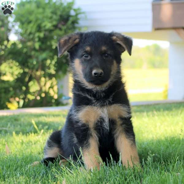 Harry, German Shepherd Puppy