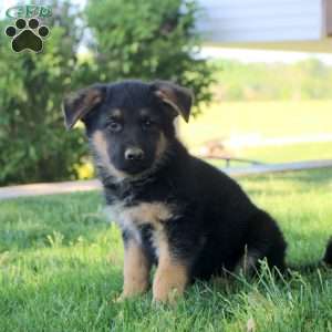 Harry, German Shepherd Puppy
