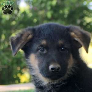 Harry, German Shepherd Puppy