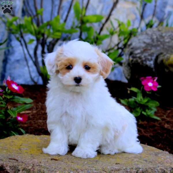 Harvey, Maltipoo Puppy
