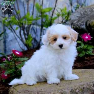 Harvey, Maltipoo Puppy