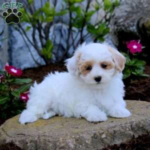 Harvey, Maltipoo Puppy
