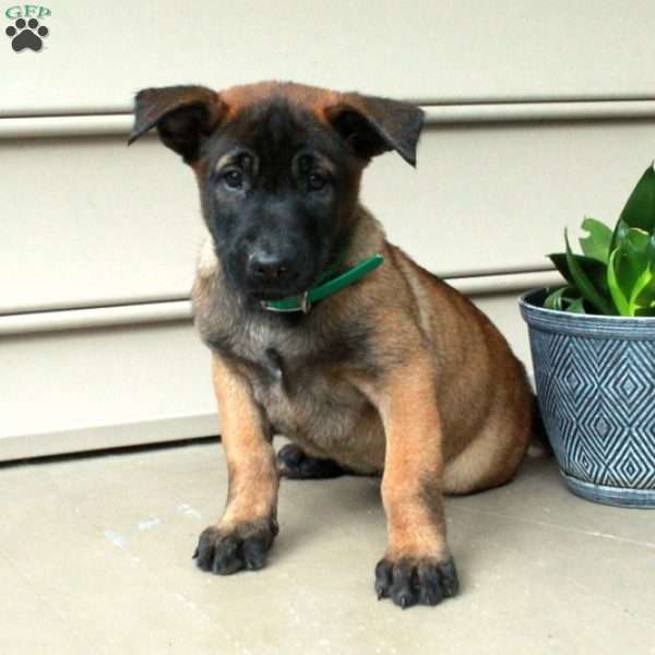 Hattie, Belgian Malinois Puppy