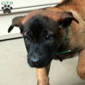Hattie, Belgian Malinois Puppy