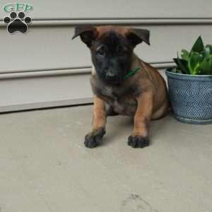 Hattie, Belgian Malinois Puppy