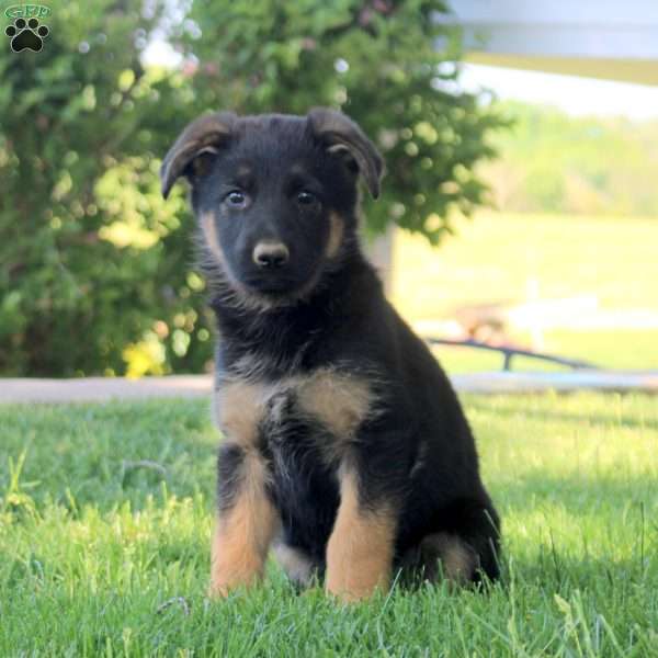 Haven, German Shepherd Puppy