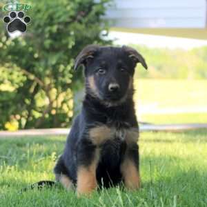 Haven, German Shepherd Puppy